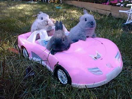 Lapins